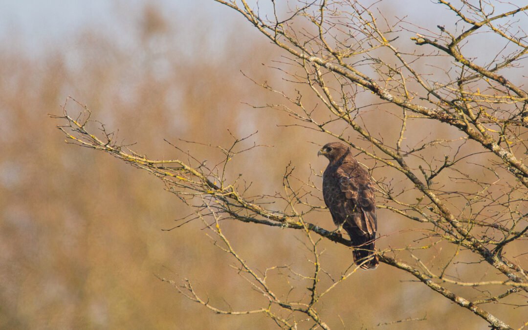 Buse variable