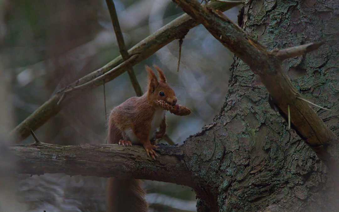 Écureuil roux en pleine nature normande, perché sur une branche.