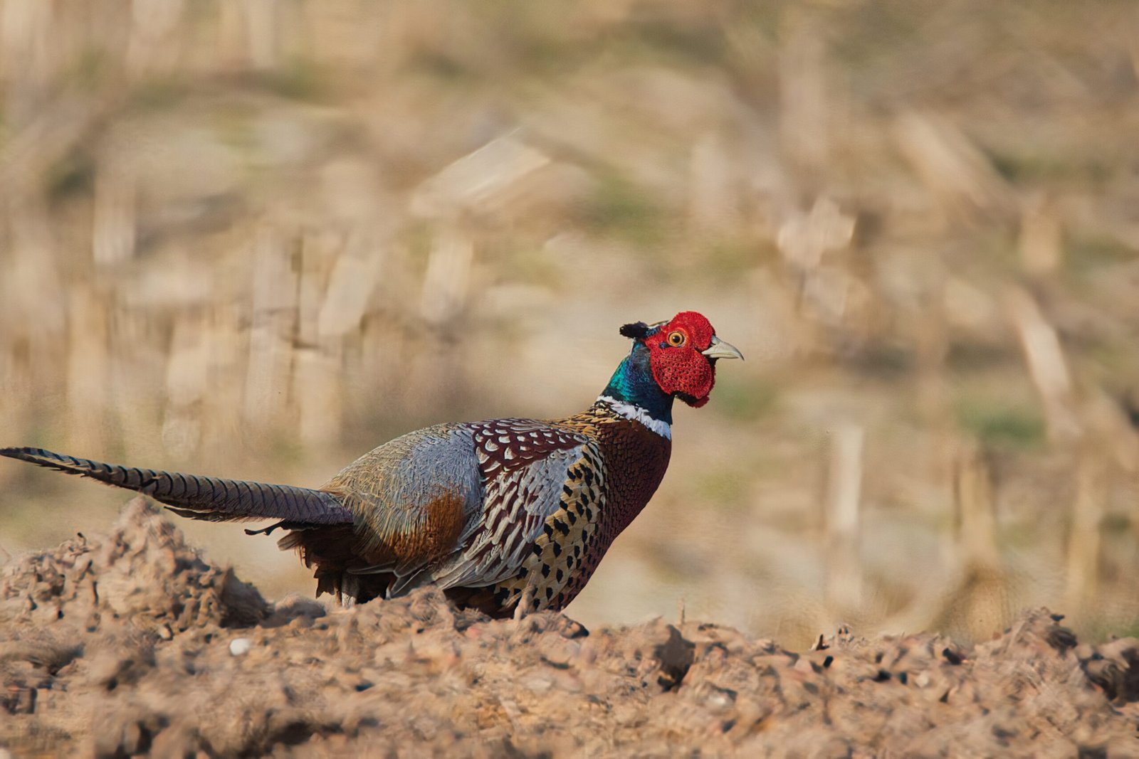 Photographie d’un faisan commun en pleine nature, prise en Normandie. À travers cette image, Normandie Sauvage met en lumière la richesse discrète de la faune locale et la beauté des espèces qui peuplent nos campagnes. Faisan photographié dans son habitat naturel en Normandie.