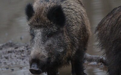Sanglier